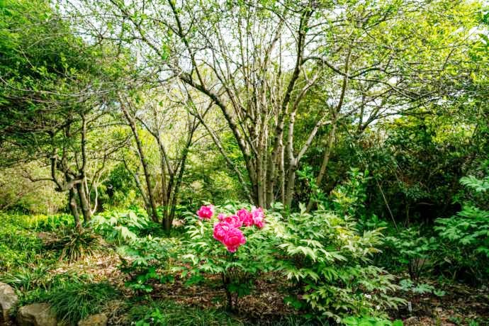つくば牡丹園(Peony Garden Tokyo)の朝霧の中で咲く牡丹