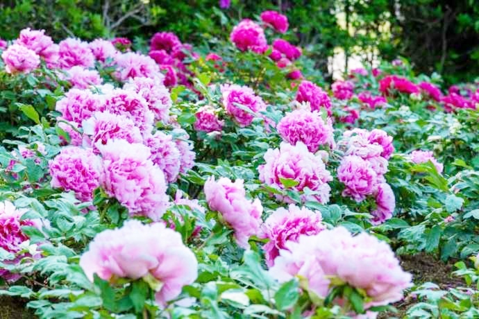 つくば牡丹園(Peony Garden Tokyo)で育成される満開の牡丹