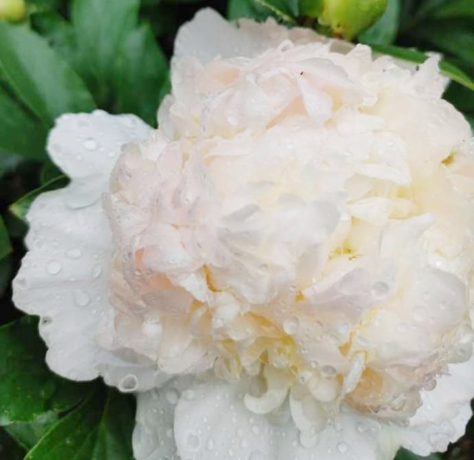 つくば牡丹園(Peony Garden Tokyo)で育成されるエンジェルチークス種の芍薬