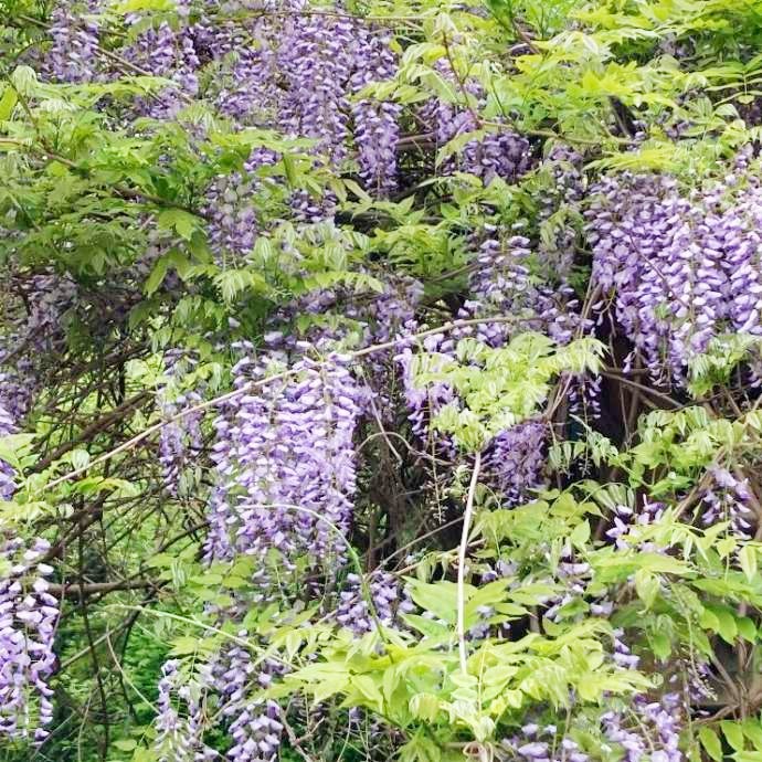 つくば牡丹園(Peony Garden Tokyo)で育成される藤