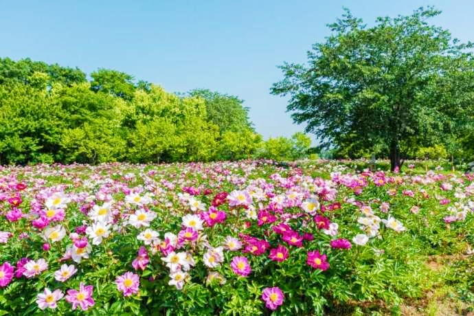 つくば牡丹園(Peony Garden Tokyo)内の5月の芍薬畑
