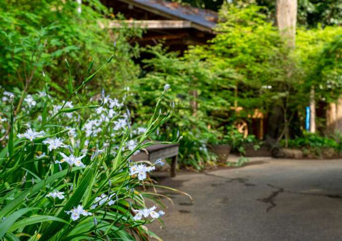 つくば牡丹園(Peony Garden Tokyo)内のPeony Garden テラス付近の様子