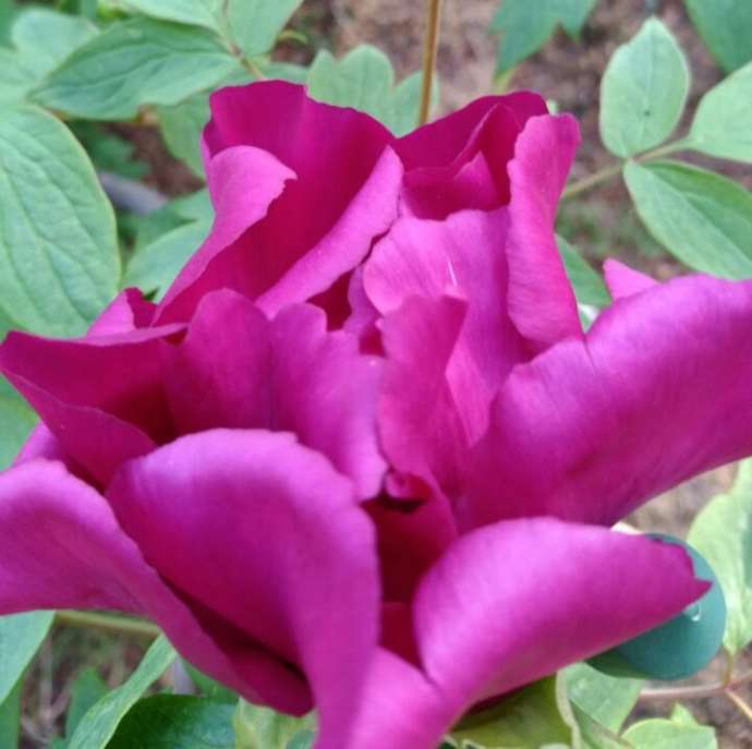 つくば牡丹園(Peony Garden Tokyo)で育成される150歳のご長寿牡丹・島の司