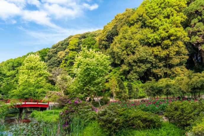 つくば牡丹園(Peony Garden Tokyo)内の池と橋