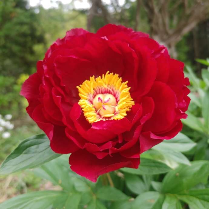 つくば牡丹園(Peony Garden Tokyo)で育成されるチョコレートディア種の芍薬