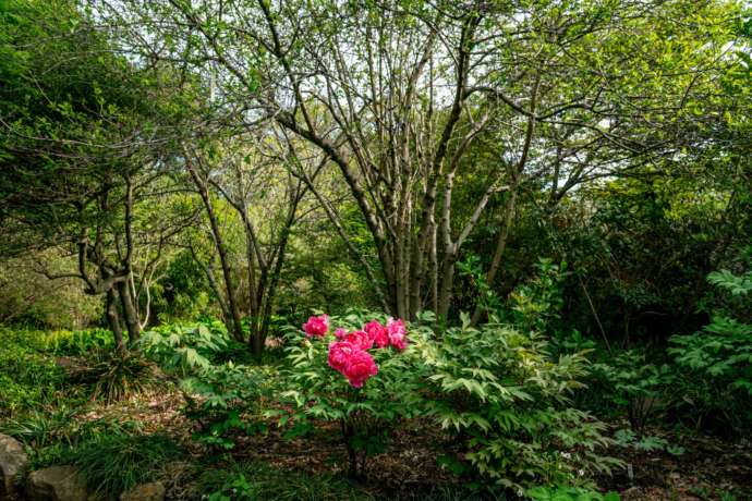 つくば牡丹園(Peony Garden Tokyo)の里山の生態系で育成される牡丹