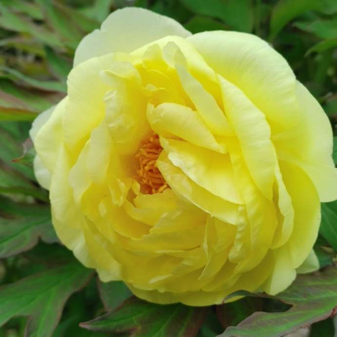 つくば牡丹園(Peony Garden Tokyo)で育成されるハイヌーン種の牡丹
