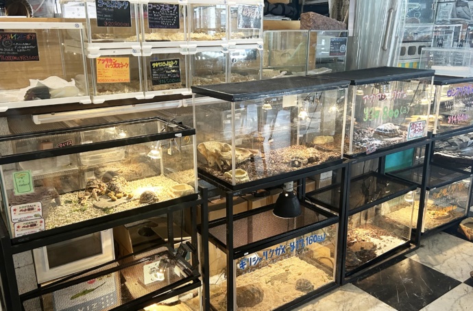 爬虫類カフェ ROCK STARの展示
