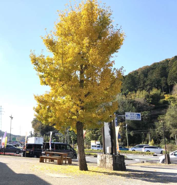 「道の駅くめなん」のシンボルツリー