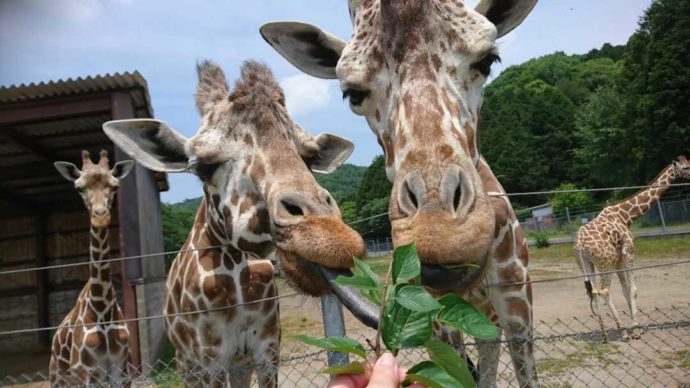 秋吉台自然動物公園サファリランドのキリンにエサをあげる利用者