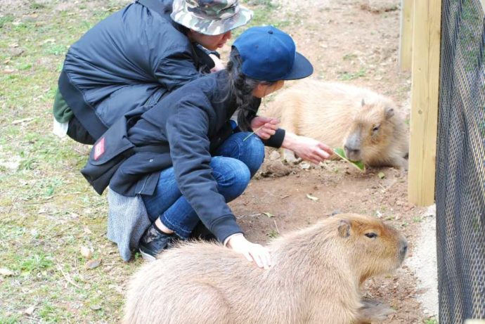 秋吉台自然動物公園サファリランドのカピバラとふれあう