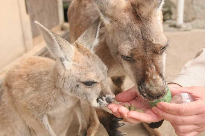 秋吉台自然動物公園サファリランドのアカカンガルーにエサをあげる