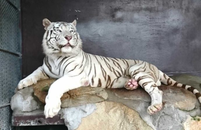 秋吉台自然動物公園サファリランドで見られるホワイトタイガー