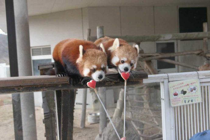ハート型のりんごを食べる秋吉台自然動物公園サファリランドのレッサーパンダ