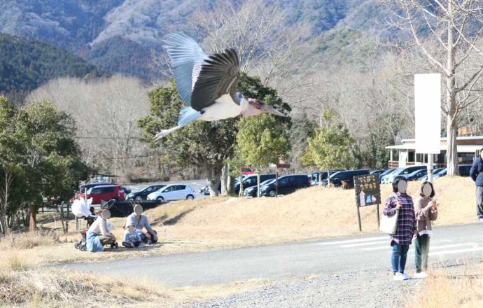 秋吉台自然動物公園サファリランドで行われたアフリカハゲコウフライト