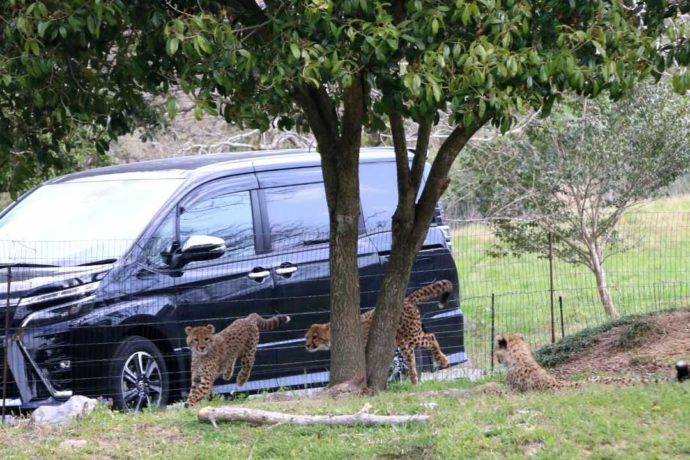車から見られる秋吉台自然動物公園サファリランドのチーター