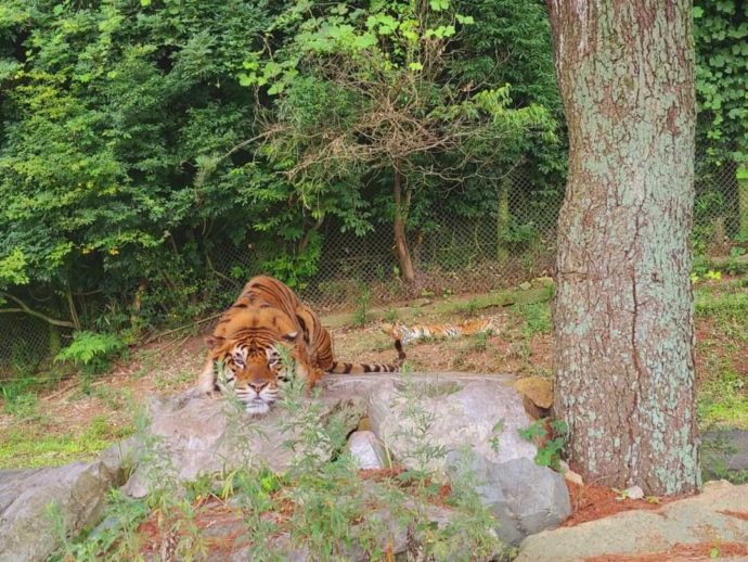 秋吉台自然動物公園サファリランドのサファリエリアにいるトラ