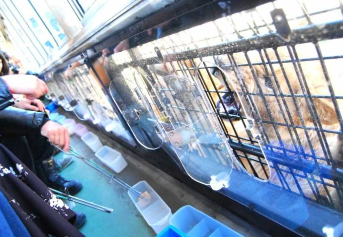 秋吉台自然動物公園サファリランドのエサやりバス