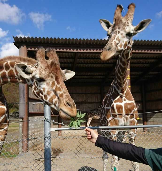 秋吉台自然動物公園サファリランドのキリンにエサをあげる