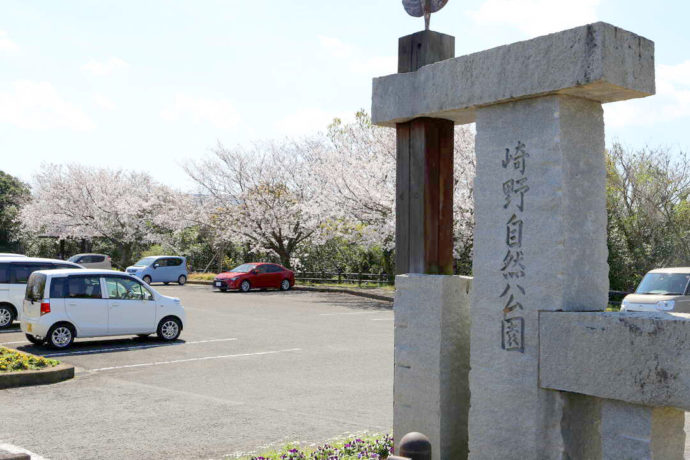 崎野自然公園の入り口で桜が咲いている様子