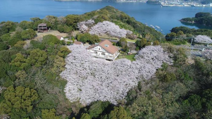 春の「崎野自然公園」と大村湾の航空写真