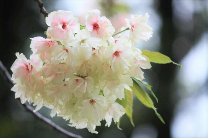 上地八幡宮の鬱金桜に少し紅みがさしてきた様子
