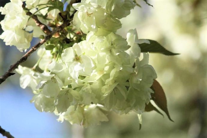 上地八幡宮で見られる鬱金桜の咲きはじめ