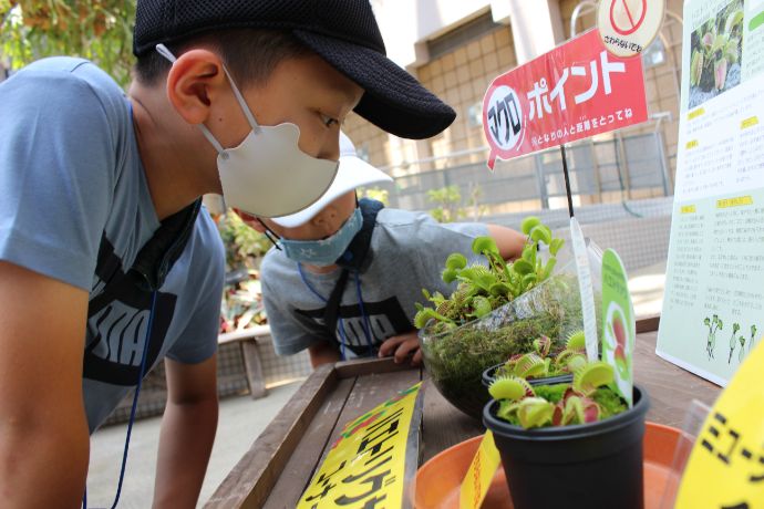 咲くやこの花館の「虫を食べる植物展」:観察する子ども