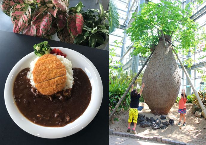 咲くやこの花館のレストランで食べられる「パロボラッチョカレー」&モチーフになった植物