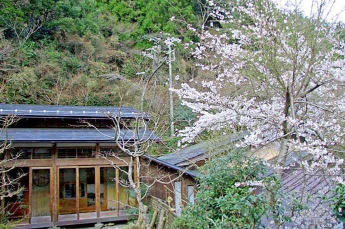 「渓流魚料理のお店 醒井楼」の外観と開花した桜(春)