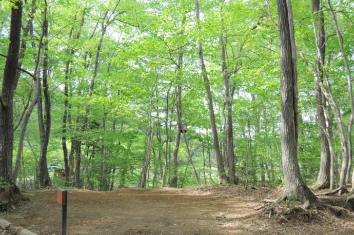 キャンプ場「サンタヒルズ」の林間サイト