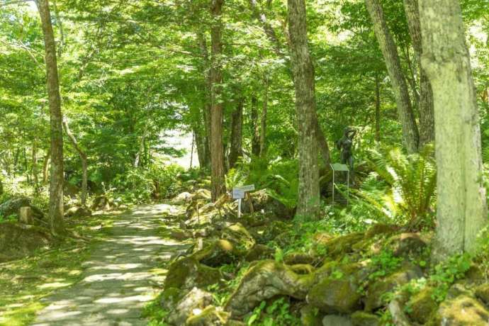 蓼科高原芸術の森彫刻公園の木々の中に降りそそぐ光の様子