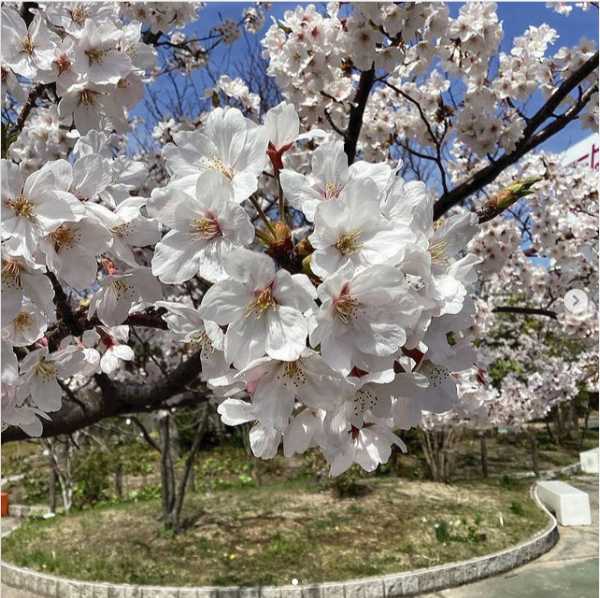春になると「シーモール下関」の屋上で見られる桜