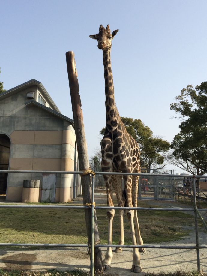 大牟田市動物園で飼育されているキリン