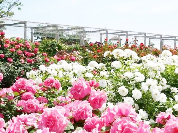 宮城県仙台市の「せんだい農業園芸センター」にあるバラ園を引きで眺める