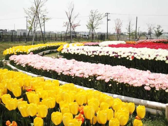 宮城県仙台市の「せんだい農業園芸センター」にあるチューリップガーデンの様子