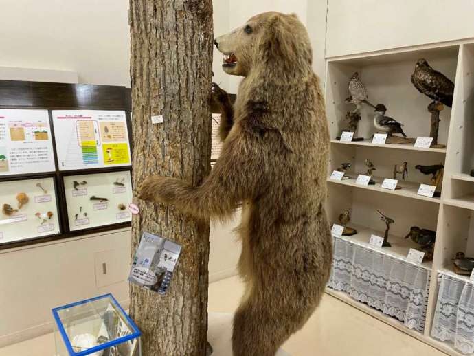 「士別市立博物館」1階の自然展示コーナー（常設展）のヒグマの剥製