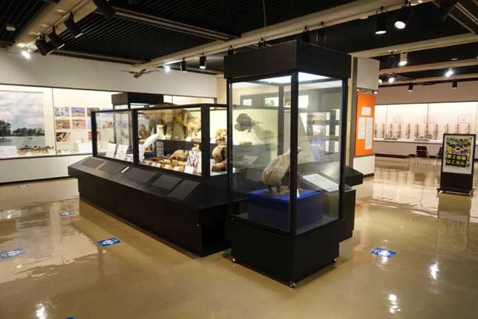 水戸市立博物館の常設展の自然部門の展示