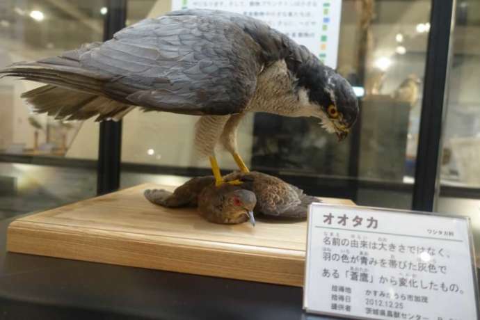 水戸市立博物館の常設展の自然部門の展示