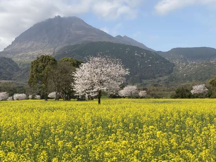 しまばら火張山花公園の菜の花