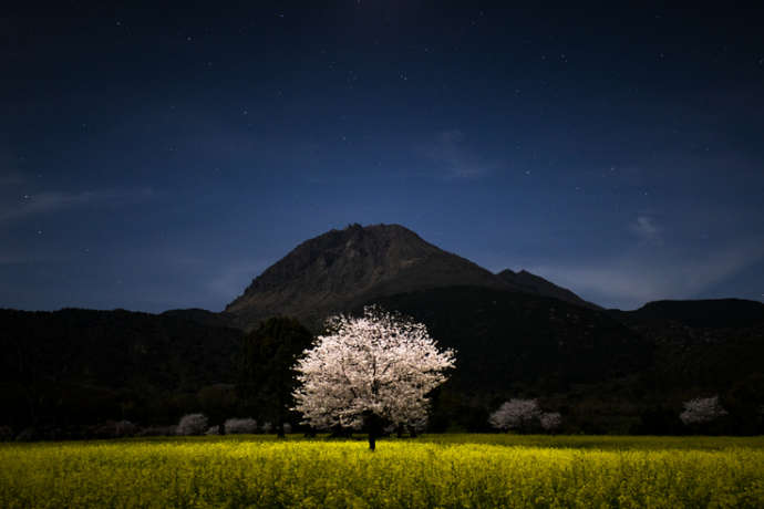 {しまばら火張山花公園の春のライトアップ