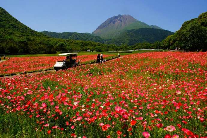しまばら火張山花公園のポピー