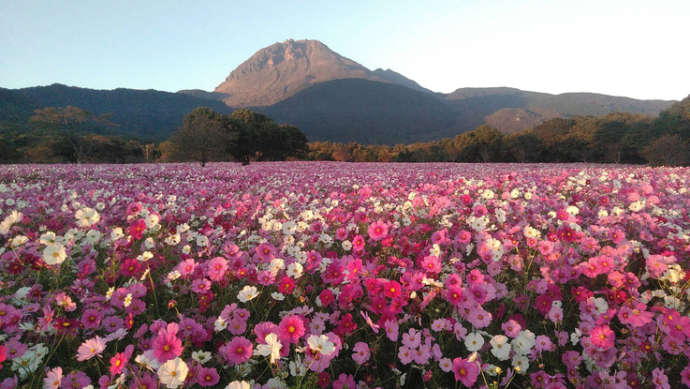 しまばら火張山花公園のコスモス