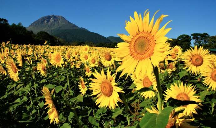 しまばら火張山花公園のヒマワリ
