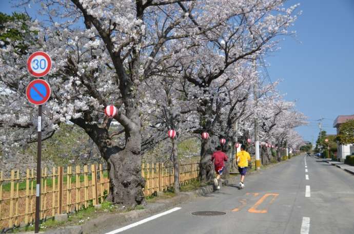 島原城お堀端の桜