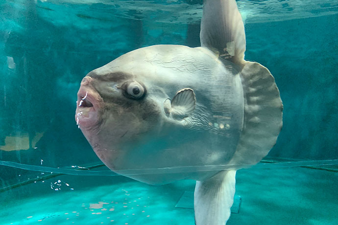 最大で3ｍにもなる「マンボウ」