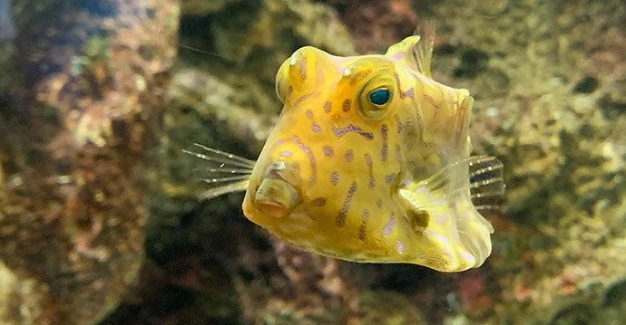 ハコフグの仲間「シマウミスズメ」