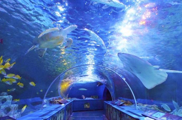 東京で人気のデートスポット_しながわ水族館