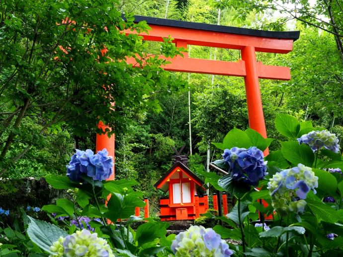 紫陽花の季節の渡御前社