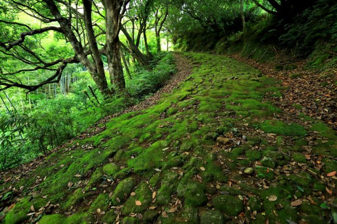 苔むした高野坂の石畳